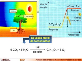 Equação geral 
da fotossíntese 
luz 
6 CO2 + 6 H2O C6H12O6 + 6 O2 
clorofila 
 