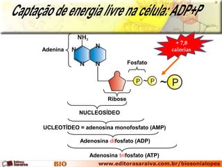 NUCLEOSÍDEO 
UCLEOTÍDEO = adenosina monofosfato (AMP) 
Adenosina difosfato (ADP) 
Adenosina trifosfato (ATP) 
Adenina 
Fosfato 
Ribose 
+ 7,8 
calorias 
 