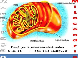 Equação geral do processo de respiração aeróbica: 
C6H12O6 + 6 O2 6 CO2 + 6 H2O + 38 ATP (* ou 30 ) 
 