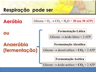 Respiração pode ser 
Aeróbia 
ou 
Glicose + O2  CO2 + H2O + 38 (ou 30 ATP) 
Anaeróbia 
(fermentação) 
Fermentação Lática 
Glicose  ácido lático + 2 ATP 
Fermentação Alcoólica 
Glicose  álcool etílico + CO2 + 2 ATP 
Fermentação Acética 
Glicose  ácido acético + CO2 + 2 ATP 
 