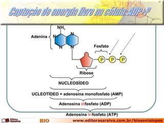 Captaçào de energia livre na célula: ADP+P NUCLEOSÍDEO UCLEOTÍDEO = adenosina monofosfato (AMP) Adenosina  di fosfato (ADP) Adenosina  tri fosfato (ATP) Adenina Fosfato Ribose 