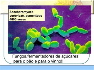 Saccharomyces cerevisae, aumentado 4000 vezes Fungos,fermentadores de açúcares para o pão e para o vinho!!! 