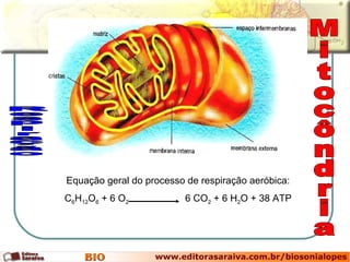 Respiração Mitocôndria Equação geral do processo de respiração aeróbica: C 6 H 12 O 6  + 6 O 2   6 CO 2  + 6 H 2 O + 38 ATP 