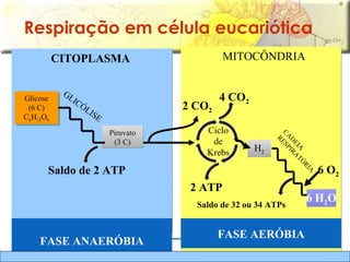 Glicose (6 C) C 6 H 12 O 6 FASE ANAERÓBIA FASE AERÓBIA Respiração em célula eucariótica MITOCÔNDRIA CITOPLASMA 2   CO 2 Ciclo de Krebs 4   CO 2 2 ATP H 2 6 H 2 O  CADEIA RESPIRATÓRIA Saldo de 32 ou 34   ATPs 6 O 2 Piruvato (3 C) GLICÓLISE Saldo de 2 ATP 