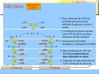 Glicólise 1. Duas moléculas de ATP são utilizadas para ativar uma molécula de glicose e iniciar a reação. 2. A molécula de glicose ativada pelo ATP divide-se em duas moléculas de três carbonos.  3. Incorporação de fosfato  inorgânico e formação de NADH. 4. Duas moléculas de ATP são liberadas  recuperando as duas utilizadas no início. 5. Liberação de duas moléculas de ATP e formação de piruvato. Glicose (6C) C 6 H 12 O 6 P ~ 6 C ~ P 3 C Piruvato 3 C Piruvato ADP ATP ADP ATP 3 C ~ P   3 C ~ P   Pi Pi NAD P ~ 3 C ~ P NADH NAD P ~ 3 C ~ P NADH P ~ 3 C ADP ATP P ~ 3 C ADP ATP ADP ATP ADP ATP 