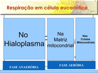 Glicose (6 C) C 6 H 12 O 6 FASE ANAERÓBIA FASE AERÓBIA Respiração em célula eucariótica No  Hialoplasma Nas  Cristas Mitocondriais Na Matriz  mitocondrial 2   CO 2 Ciclo de Krebs 4   CO 2 2 ATP H 2 6 H 2 O  CADEIA RESPIRATÓRIA Saldo de 32 ou 34   ATPs 6 O 2 Piruvato (3 C) GLICÓLISE Saldo de 2 ATP 