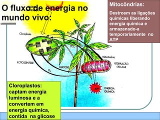 O fluxo de energia no  mundo vivo: Mitocôndrias: Destroem as ligações  químicas liberando energia química e armazenado-a  temporariamente  no  ATP  Cloroplastos: captam energia luminosa e a convertem em  energia química, contida  na glicose 