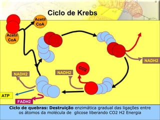Ciclo de quebras: Destruição  enzimática gradual das ligações entre os átomos da molécula de  glicose liberando CO2 H2 Energia  Acetil CoA CO2 Ciclo de Krebs  NADH2 NADH2 NADH2 FADH2 ATP Acetil CoA 
