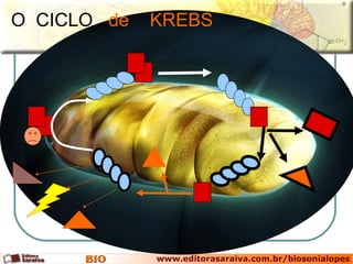 O  CICLO   de  KREBS 