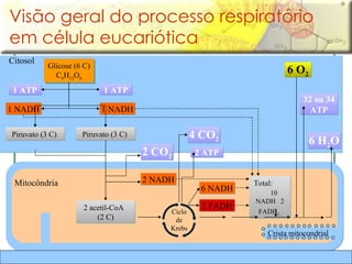 Glicose (6 C) C 6 H 12 O 6 Total:  10  NADH   2 FADH 2   Visão geral do processo respiratório em célula eucariótica Citosol Crista mitocondrial Mitocôndria 1 ATP 1 ATP 1 NADH 1 NADH Piruvato (3 C)  Piruvato (3 C)  6 O 2 6 H 2 O 32 ou 34 ATP 6 NADH 2 FADH 2 ATP 4 CO 2 2 CO 2 2 NADH 2 acetil-CoA  (2 C) Ciclo de Krebs 
