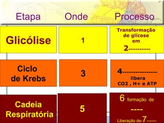 Etapa  Onde  Processo Glicólise 1 Transformação  de glicose  em  2 ---------- Ciclo  de Krebs 3 4 ---------------- libera CO2 , H+ e ATP Cadeia Respiratória 5 6  formação  de ---- Liberação de- 7 ------- 
