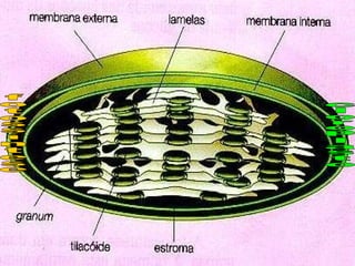 fotossíntese cloroplasto 