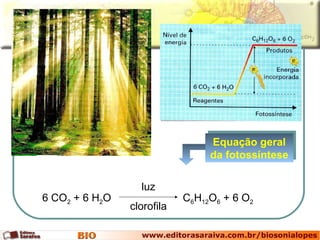 6 CO 2  + 6 H 2 O  C 6 H 12 O 6  + 6 O 2   luz clorofila Equação geral da fotossíntese 