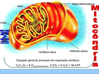 Respiração Mitocôndria Equação geral do processo de respiração aeróbica: C 6 H 12 O 6  + 6 O 2   6 CO 2  + 6 H 2 O + 38 ATP 
