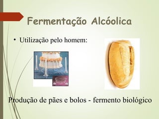 Fermentação Alcóolica
• Utilização pelo homem:
Produção de pães e bolos - fermento biológico
 