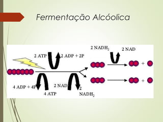 Fermentação Alcóolica
 