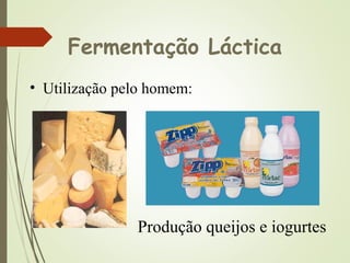 Fermentação Láctica
• Utilização pelo homem:
Produção queijos e iogurtes
 