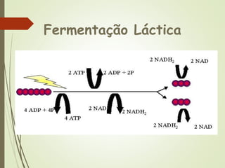 Fermentação Láctica
 