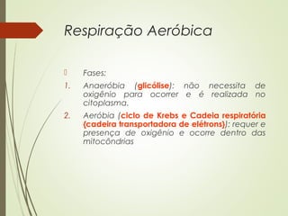 Respiração Aeróbica
 Fases:
1. Anaeróbia (glicólise): não necessita de
oxigênio para ocorrer e é realizada no
citoplasma.
2. Aeróbia (ciclo de Krebs e Cadeia respiratória
{cadeira transportadora de elétrons}): requer e
presença de oxigênio e ocorre dentro das
mitocôndrias
 