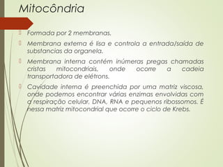 Mitocôndria
 Formada por 2 membranas.
 Membrana externa é lisa e controla a entrada/saída de
substancias da organela.
 Membrana interna contém inúmeras pregas chamadas
cristas mitocondriais, onde ocorre a cadeia
transportadora de elétrons.
 Cavidade interna é preenchida por uma matriz viscosa,
onde podemos encontrar várias enzimas envolvidas com
a respiração celular, DNA, RNA e pequenos ribossomos. É
nessa matriz mitocondrial que ocorre o ciclo de Krebs.
 