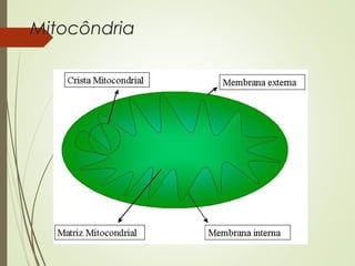 Mitocôndria
 