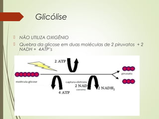 Glicólise
 NÃO UTILIZA OXIGÊNIO
 Quebra da glicose em duas moléculas de 2 piruvatos + 2
NADH + 4ATP’s
 