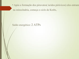 • Após a formação dos piruvatos( ácidos pirúvicos) eles entram
na mitocôndria, começa o ciclo de Krebs,
Saldo energético: 2 ATPs
 