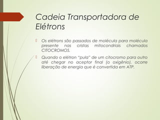 Cadeia Transportadora de
Elétrons
 Os elétrons são passados de molécula para molécula
presente nas cristas mitocondriais chamados
CITOCROMOS.
 Quando o elétron “pula” de um citocromo para outro
até chegar no aceptor final (o oxigênio), ocorre
liberação de energia que é convertida em ATP.
 
