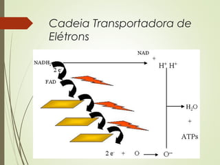 Cadeia Transportadora de
Elétrons
 