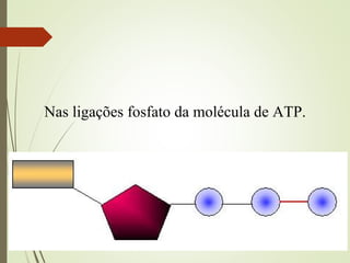 Nas ligações fosfato da molécula de ATP.
 