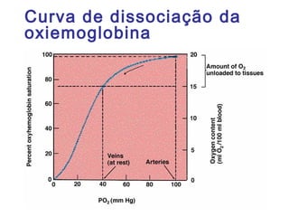 Curva de dissociação da
oxiemoglobina
 