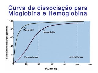 Curva de dissociação para
Mioglobina e Hemoglobina
 