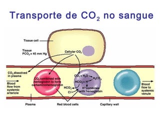 Transporte de CO2 no sangue
 