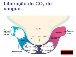 Liberação de CO2 do
sangue
Fig 10.19
 
