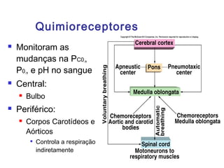 Quimioreceptores
 Monitoram as
mudanças na PC02,
P02, e pH no sangue
 Central:
 Bulbo
 Periférico:
 Corpos Carotídeos e
Aórticos

Controla a respiração
indiretamente
Insert fig. 16.27
 