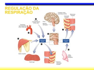 REGULAÇÃO DA
RESPIRAÇÃO
 