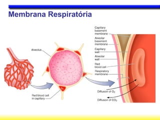 Membrana Respiratória
 