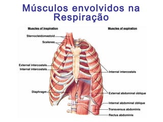 Músculos envolvidos na
Respiração
 