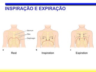 INSPIRAÇÃO E EXPIRAÇÃO
Rest Inspiration Expiration
 