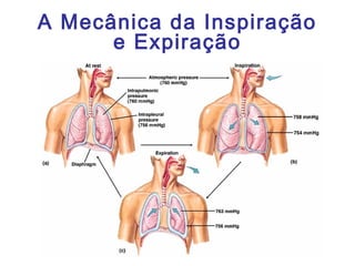 A Mecânica da Inspiração
e Expiração
 