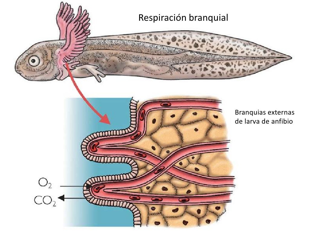 RespiracióN