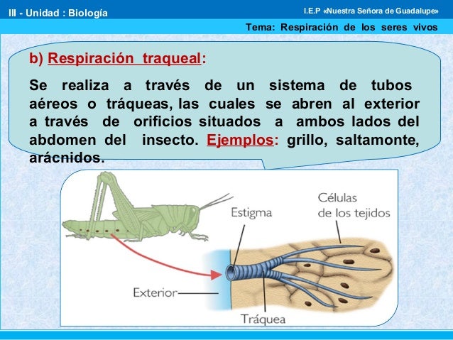 Respiración 1