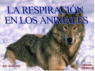 IES “EUROPA” ARAHAL (SEVILLA) LA RESPIRACIÓN  EN LOS ANIMALES 