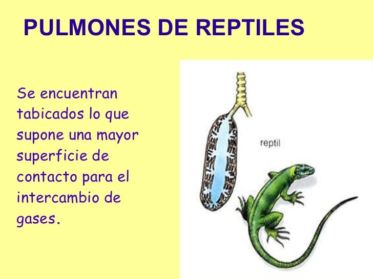 Resultado de imagen de respiracion reptiles