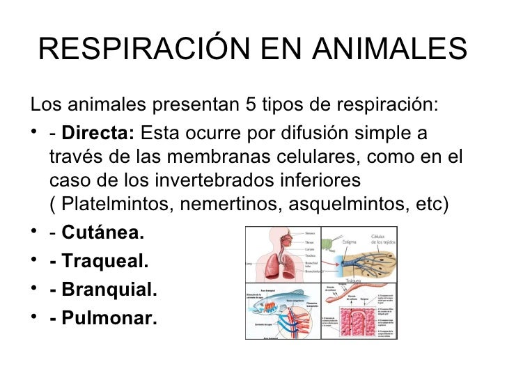 Respiración