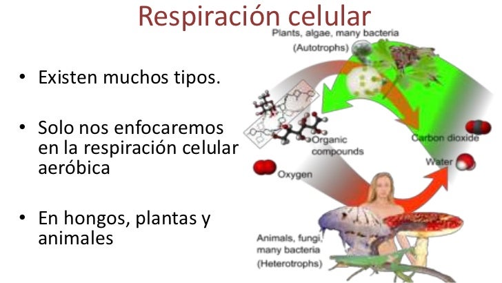 Significado De Nutricin Auttrofa Qu Es Concepto Y Significado De Nutricin Auttrofa Qu Es Concepto Y