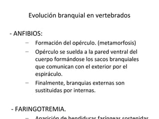 Evolución branquial en vertebrados
- ANFIBIOS:
– Formación del opérculo. (metamorfosis)
– Opérculo se suelda a la pared ventral del
cuerpo formándose los sacos branquiales
que comunican con el exterior por el
espiráculo.
– Finalmente, branquias externas son
sustituidas por internas.
- FARINGOTREMIA.
 