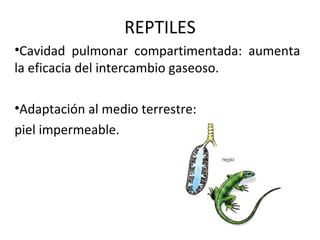 REPTILES
•Cavidad pulmonar compartimentada: aumenta
la eficacia del intercambio gaseoso.
•Adaptación al medio terrestre:
piel impermeable.
 