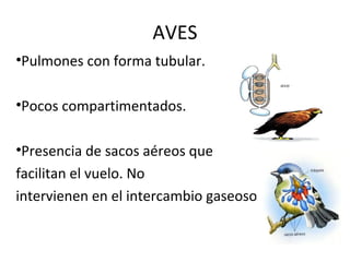 AVES
•Pulmones con forma tubular.
•Pocos compartimentados.
•Presencia de sacos aéreos que
facilitan el vuelo. No
intervienen en el intercambio gaseoso.
 