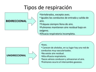 Tipos de respiración
BIDIRECCIONAL
•Vertebrados, excepto aves.
• Iguales los conductos de entrada y salida de
aire.
•Tráquea siempre llena de aire.
•Pulmones mantienen aire residual bajo en
oxígeno.
•Eficacia respiratoria incompleta.
UNIDIRECCIONAL
•Aves.
• Carecen de alvéolos, en su lugar hay una red de
conductos muy vascularizados.
•No existe aire residual.
•Alta eficacia respiratoria.
•Sacos aéreos conducen y almacenan el aire.
•Pulmones ocurre el intercambio gaseoso.
 